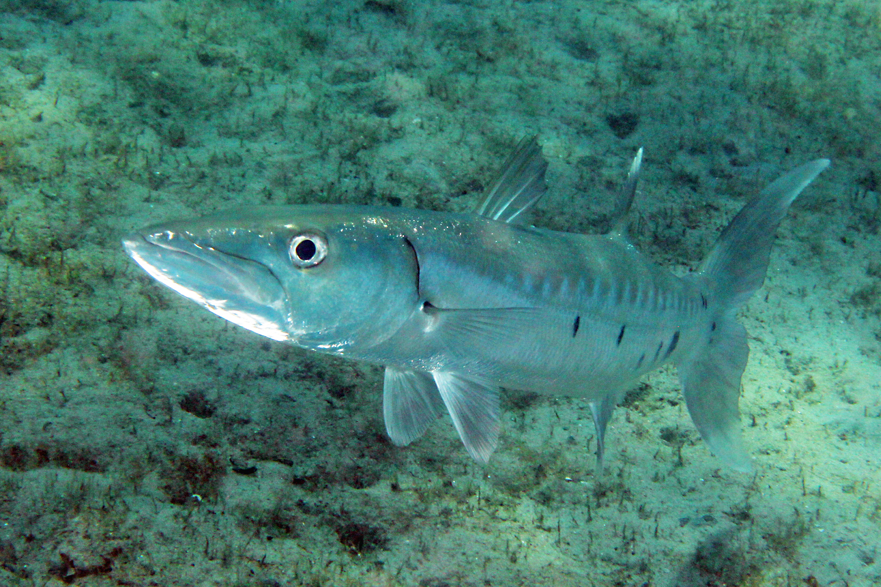 image of Sphyraena barracuda (Great barracuda)